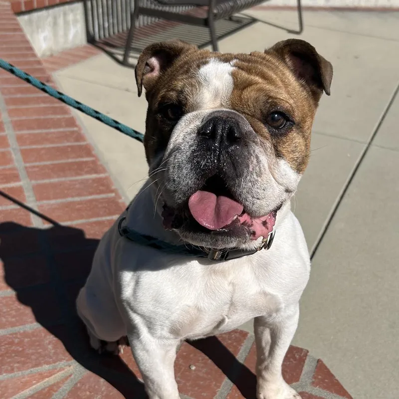 An adult medium-sized male Brindle English Bulldog dog named Atlas for adoption in Santa Barbara, CA