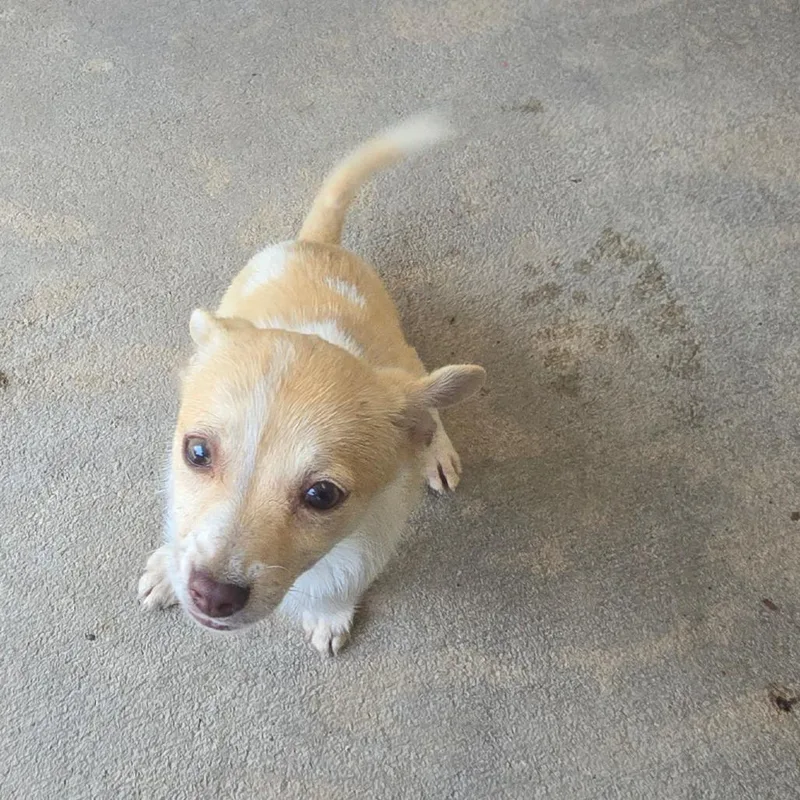 Horchata