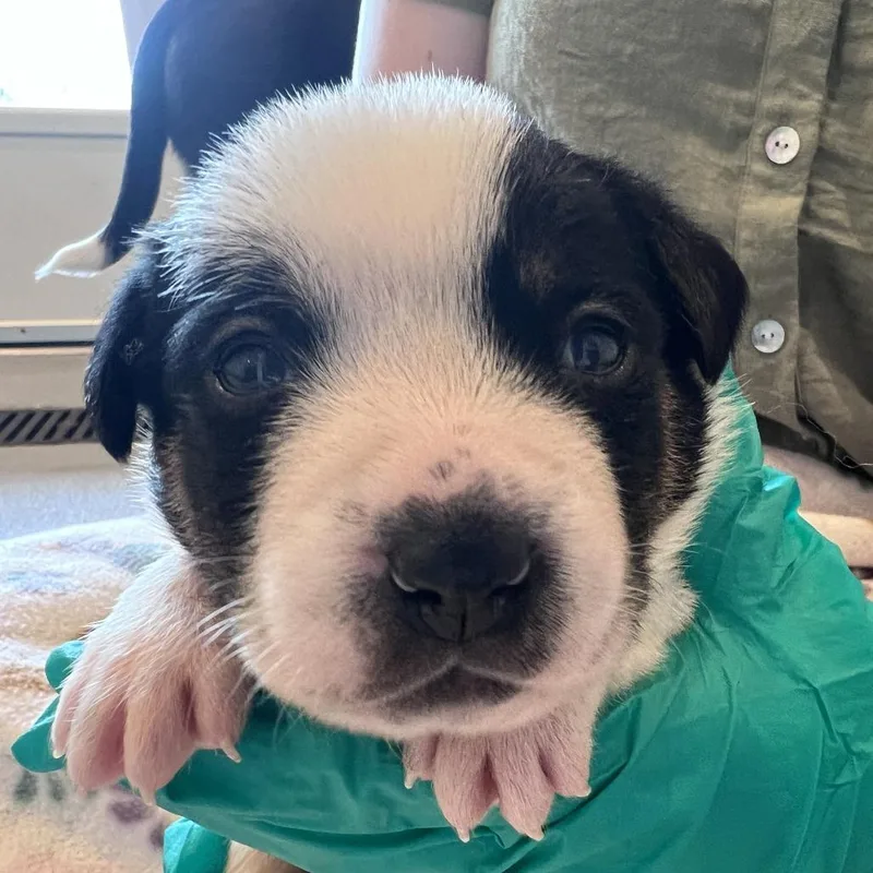 A baby medium-sized male Black Hound dog named #3 (Baby Bear) for adoption in Chicago, IL