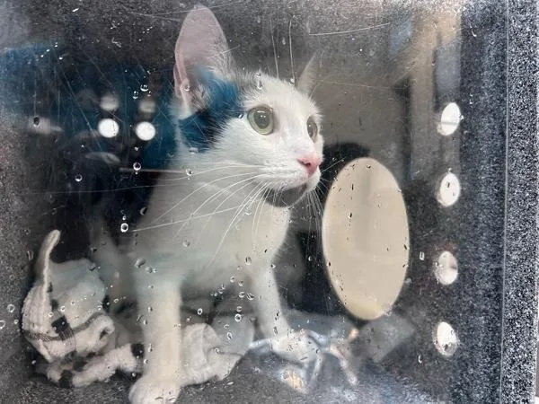 An adult medium-sized female Domestic Short Hair cat named Lily for adoption in New York, NY