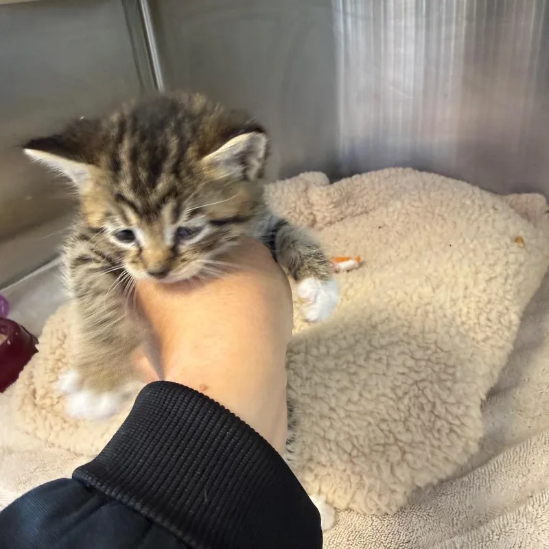 A baby small-sized male Gray / Blue / Silver Domestic Short Hair cat named Chevy for adoption in Madisonville, TN