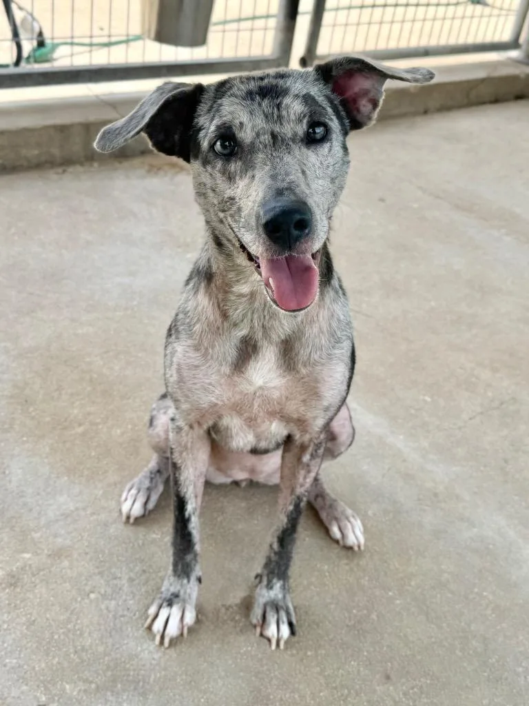 An adult medium-sized female Cattle Dog dog named Nova for adoption in Canyon Lake, TX