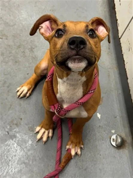 A baby medium-sized male Pit Bull Terrier dog named Red Mane for adoption in Peoria, IL