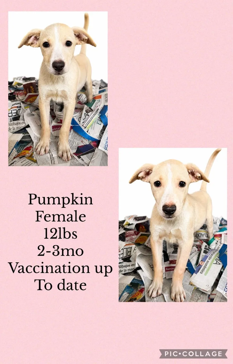 A young medium-sized female Beagle dog named Pumpkin for adoption in Virginia Beach, VA
