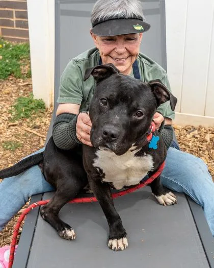 An adult large-sized male Mixed Breed dog named Bravon for adoption in Chamblee, GA