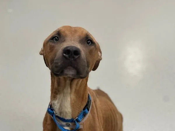 An adult medium-sized male Mixed Breed dog named Beans N Toast for adoption in Ridgewood, NY