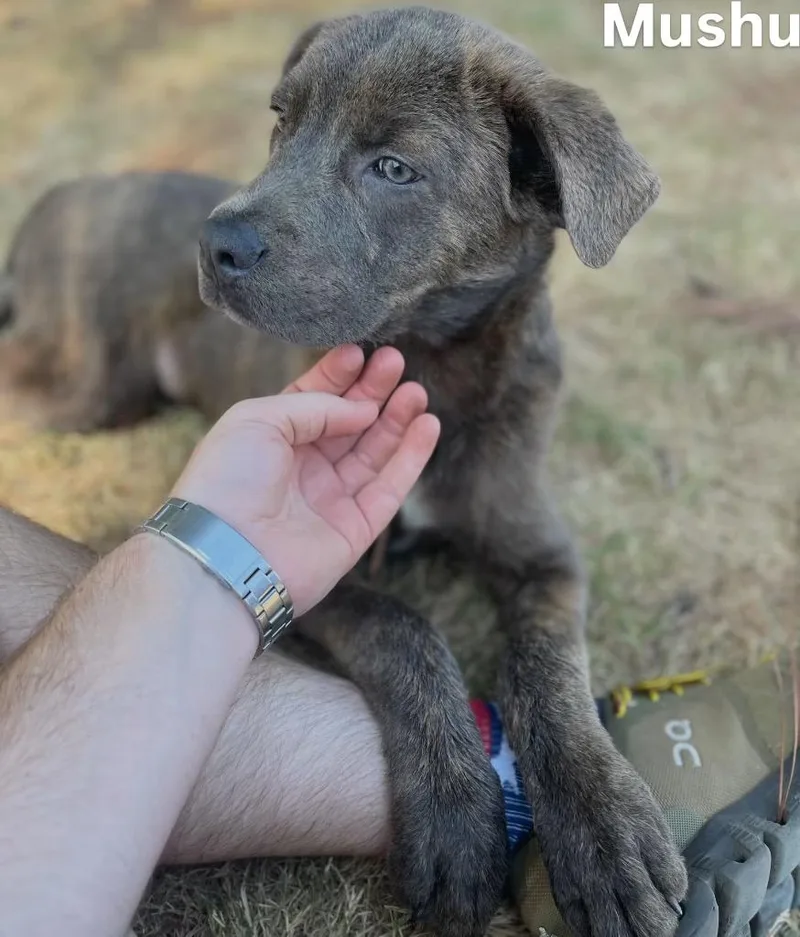 A baby medium-sized male Cane Corso dog named Mushu for adoption in Little Rock, AR