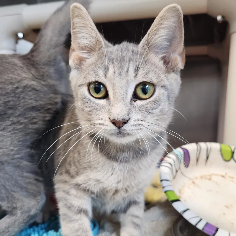 A baby small-sized male Gray / Blue / Silver Domestic Short Hair cat named Darwin for adoption in Fort Wayne, IN