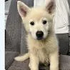A baby small-sized male White / Cream Husky dog named Hotty Toddy for adoption in North Charleston, SC