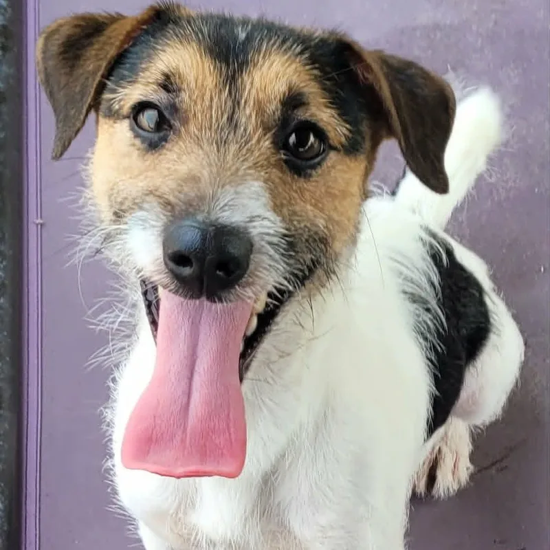 A baby small-sized male Tricolor (Brown, Black, & White) Jack Russell Terrier dog named Sonic  Playful Puppy for adoption in Meriden, CT