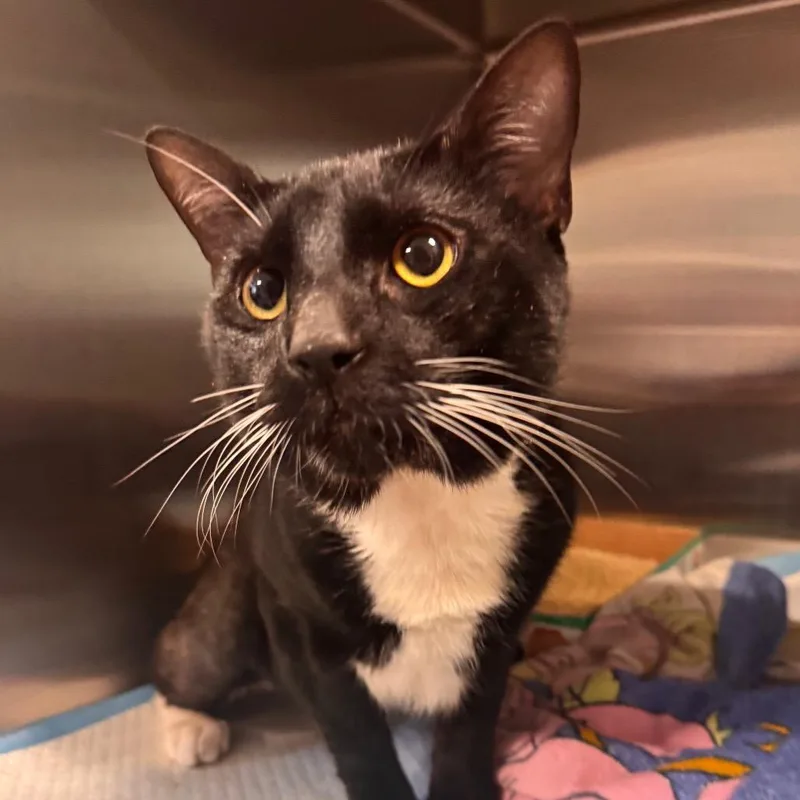 An adult large-sized male Black American Shorthair cat named Hades for adoption in Newark, DE