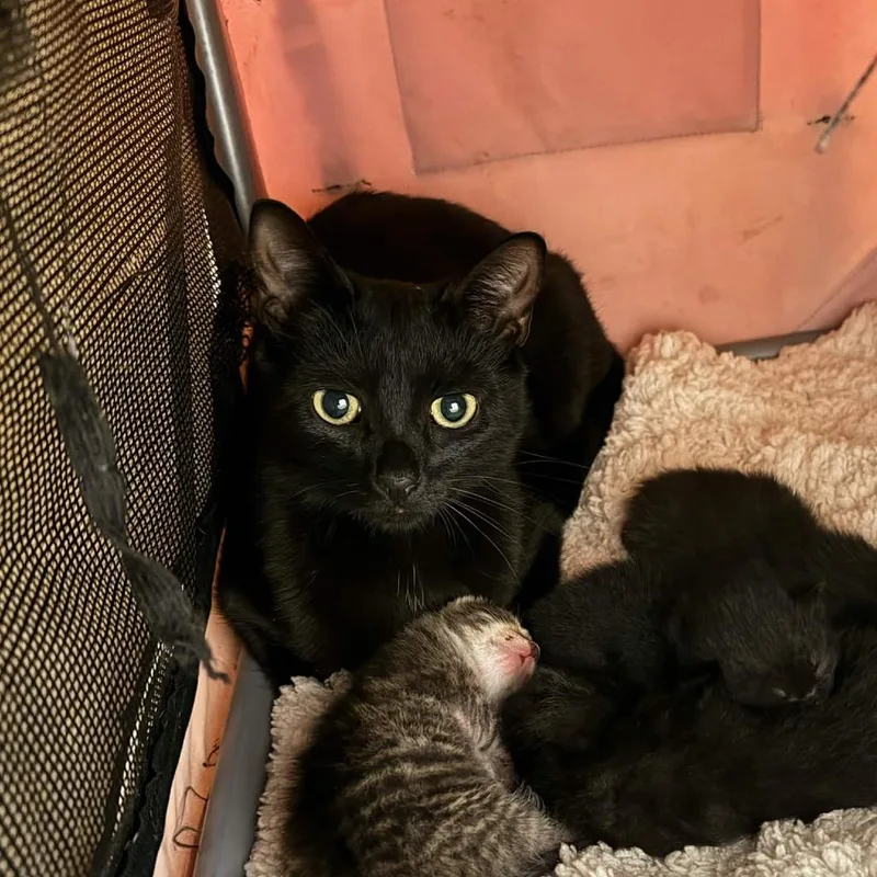 A young small-sized female Black Domestic Short Hair cat named Nyx for adoption in Delaware, OH