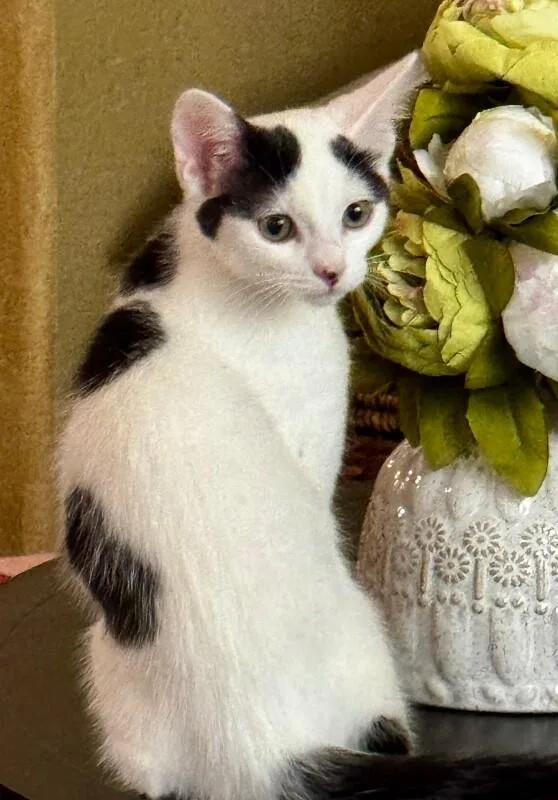 A baby small-sized female White Turkish Van cat named Kung Fu Panda  for adoption in Anthem, AZ