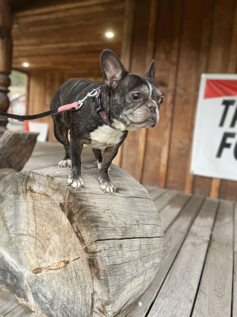 Henry And Luna thumbnail 3