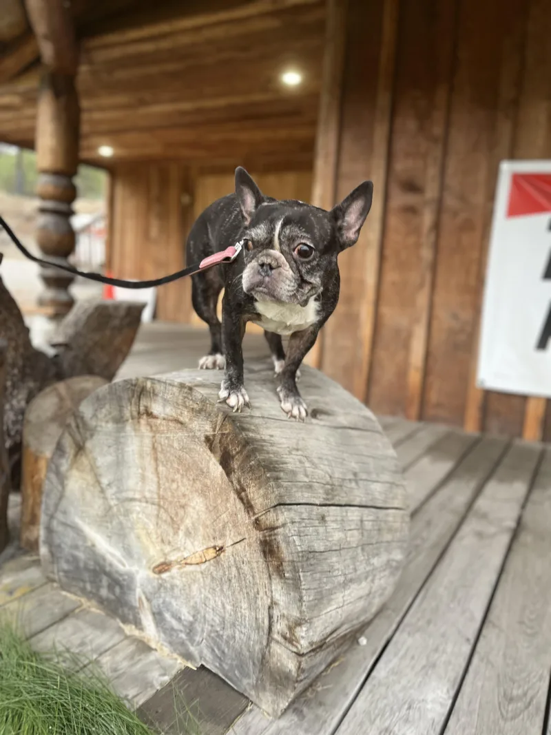 Henry And Luna thumbnail 6