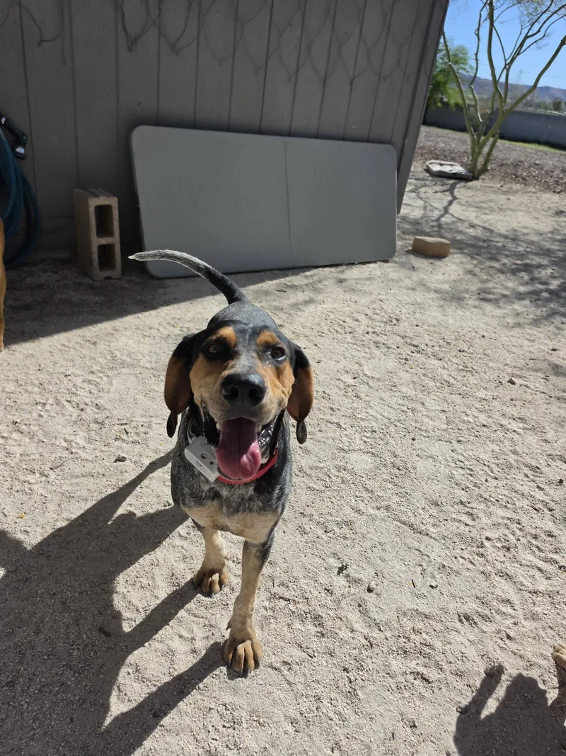 A young large-sized male Coonhound dog named Rory for adoption in Las Vegas, NV