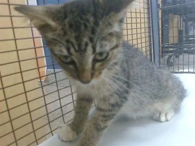 A baby small-sized female Domestic Short Hair cat named Isla for adoption in Miami, FL