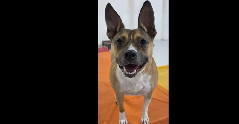 An adult medium-sized female Australian Cattle Dog / Blue Heeler dog named Gracie for adoption in Dallas, TX