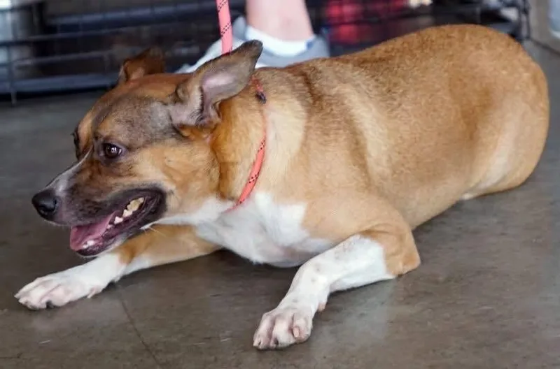 Gracie thumbnail 2