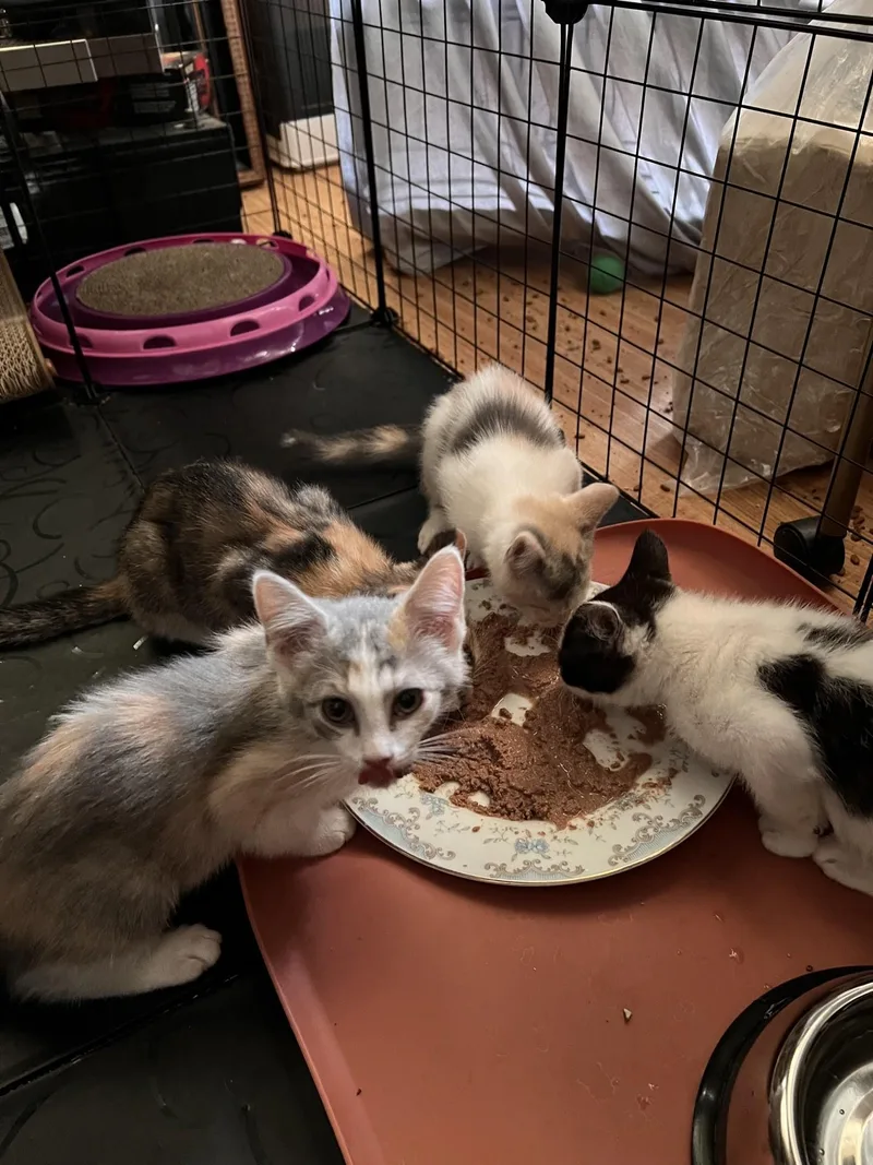 A baby medium-sized female Domestic Medium Hair cat named Snickerdoodle for adoption in Reno, NV