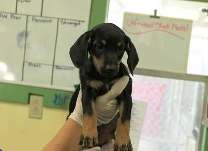 A baby medium-sized male Labrador Retriever dog named Riff Raff for adoption in Picayune, MS