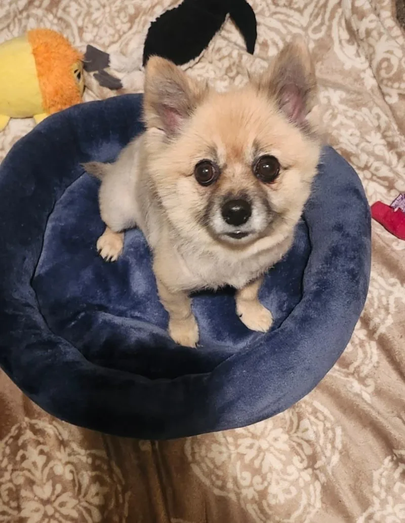An adult small-sized female Pomeranian dog named Princess for adoption in Orlando, FL