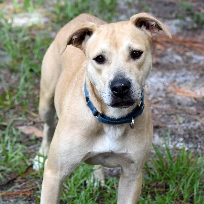 An adult medium-sized female Golden Black Mouth Cur dog named Dawn & Honey for adoption in Palm City, FL