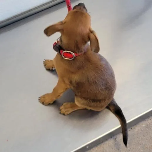 A young small-sized male Apricot / Beige Mixed Breed dog named Bruce for adoption in Las Cruces, NM