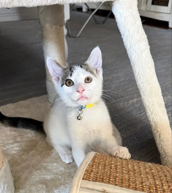 A young medium-sized male Tabby cat named Cashew for adoption in Knoxville, TN