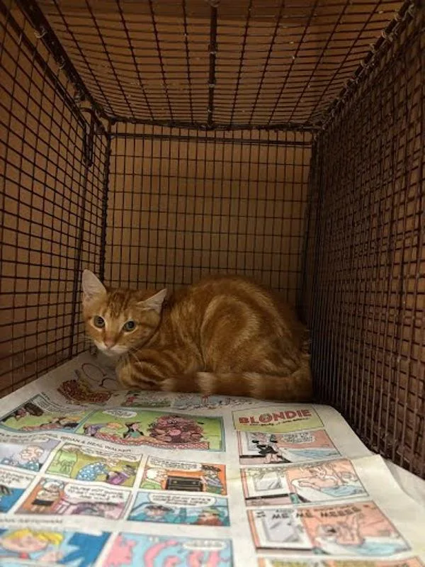 A baby small-sized unknown Domestic Short Hair cat named Itchy for adoption in Austin, TX