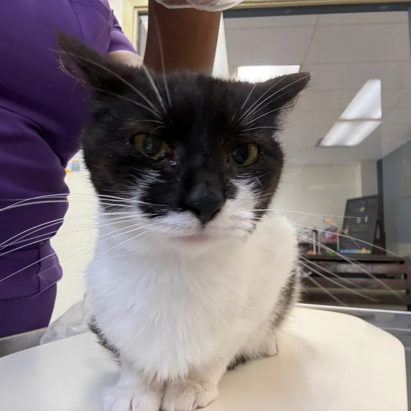 A young small-sized female Black Domestic Short Hair cat named Finley for adoption in Newark, NJ
