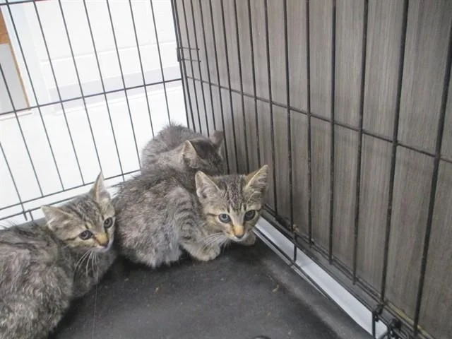A baby small-sized male Domestic Short Hair cat named Dwight for adoption in Ocala, FL