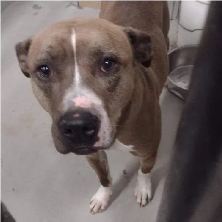 A senior medium-sized female Pit Bull Terrier dog named Mila for adoption in Philippi, WV