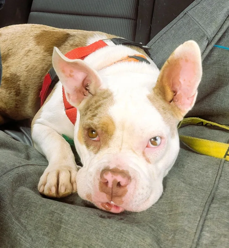 An adult medium-sized female Bulldog dog named Bree for adoption in Austin, TX