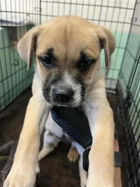 A baby small-sized female Pit Bull Terrier dog named Mila for adoption in Sacramento, CA