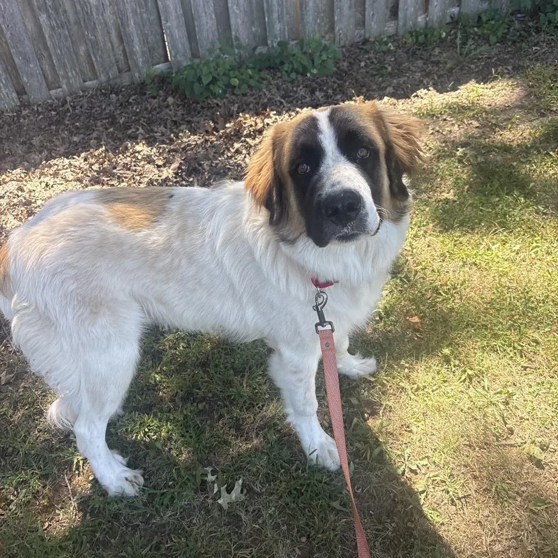 A young large-sized male Great Pyrenees dog named Teddy for adoption in Shawnee, KS