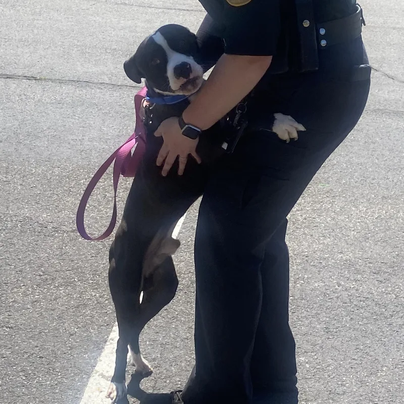 A young medium-sized male Black Pit Bull Terrier dog named Rex for adoption in King George, VA
