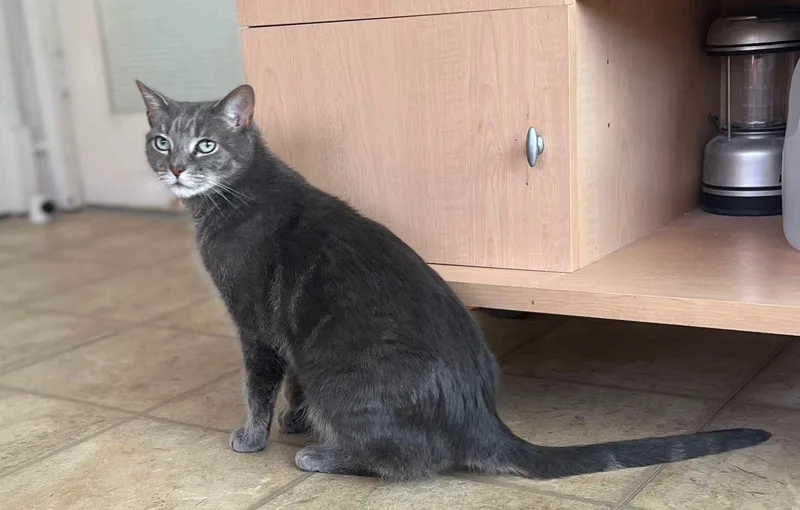 An adult medium-sized male Domestic Short Hair cat named Timmy for adoption in Lutherville, MD