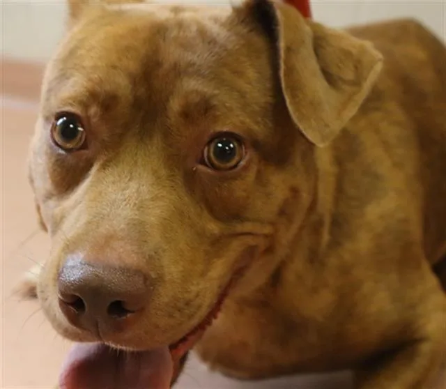 An adult medium-sized female Mixed Breed dog named Nala for adoption in Columbia, SC