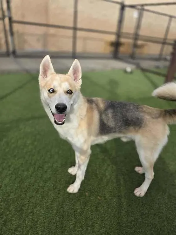 An adult medium-sized male Siberian Husky dog named Abu for adoption in Topeka, KS