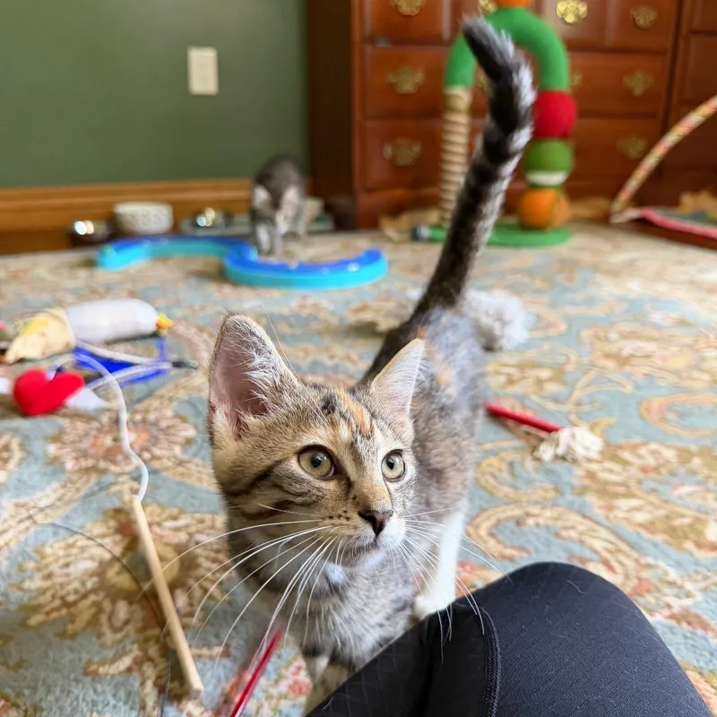 A baby small-sized female Calico Domestic Short Hair cat named Peach for adoption in Gibsonia, PA