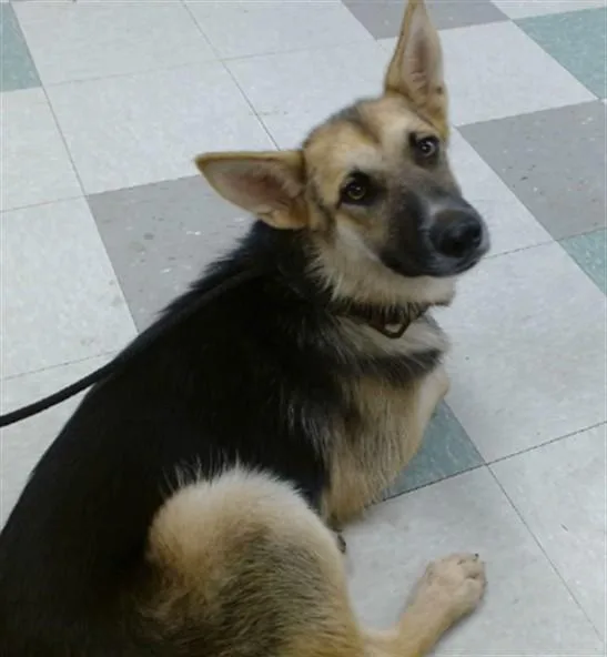 A young medium-sized female German Shepherd Dog dog named Molly for adoption in Oklahoma City, OK