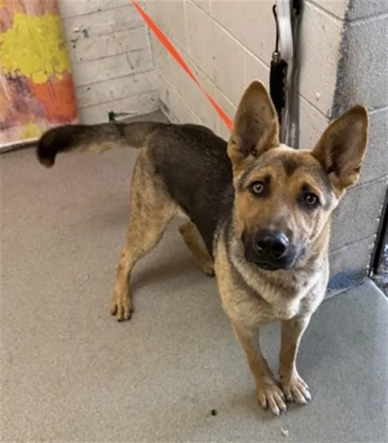 A young large-sized male German Shepherd Dog dog named Severus Snape for adoption in San Bernardino, CA