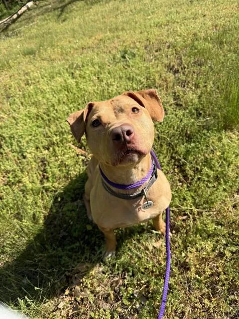An adult medium-sized female Pit Bull Terrier dog named Coco for adoption in Upper Marlboro, MD