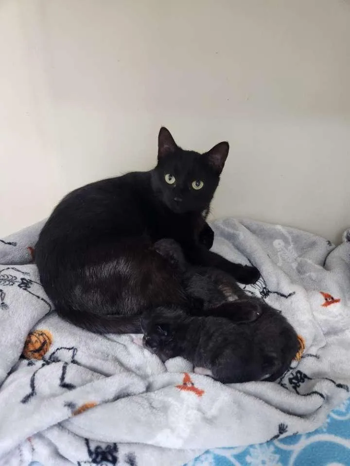 An adult medium-sized female Black Domestic Short Hair cat named Calamity Jane for adoption in Westfield, WI