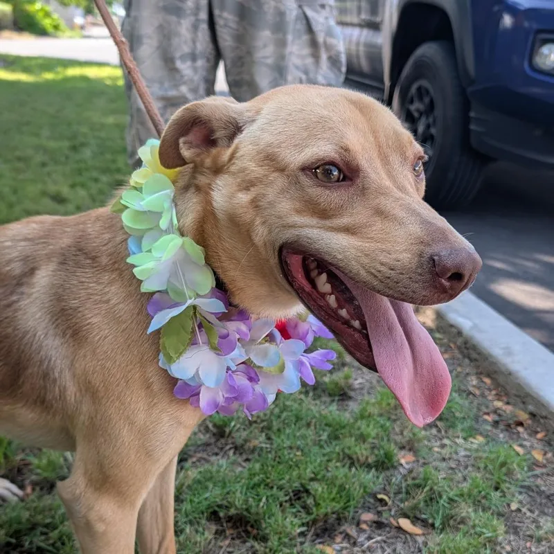 An adult medium-sized male Apricot / Beige Vizsla dog named AFAHStray for adoption in Volcano, HI