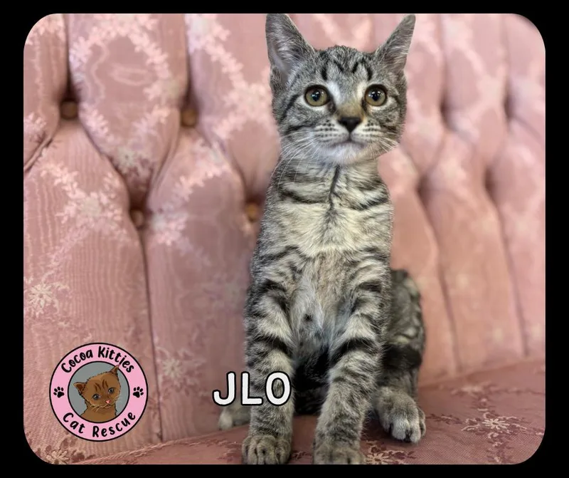 A baby small-sized female Domestic Short Hair cat named JLo for adoption in Hershey, PA