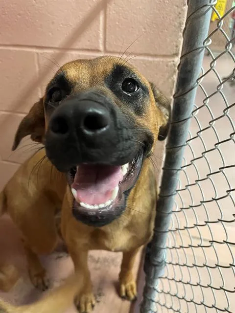 A young large-sized female Mixed Breed dog named Daisy for adoption in Columbia, SC
