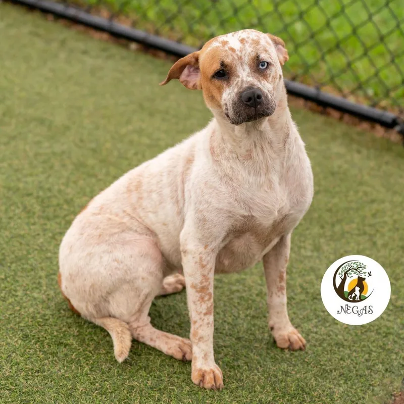 A young small-sized female Mixed Breed dog named Keylee for adoption in Lavonia, GA