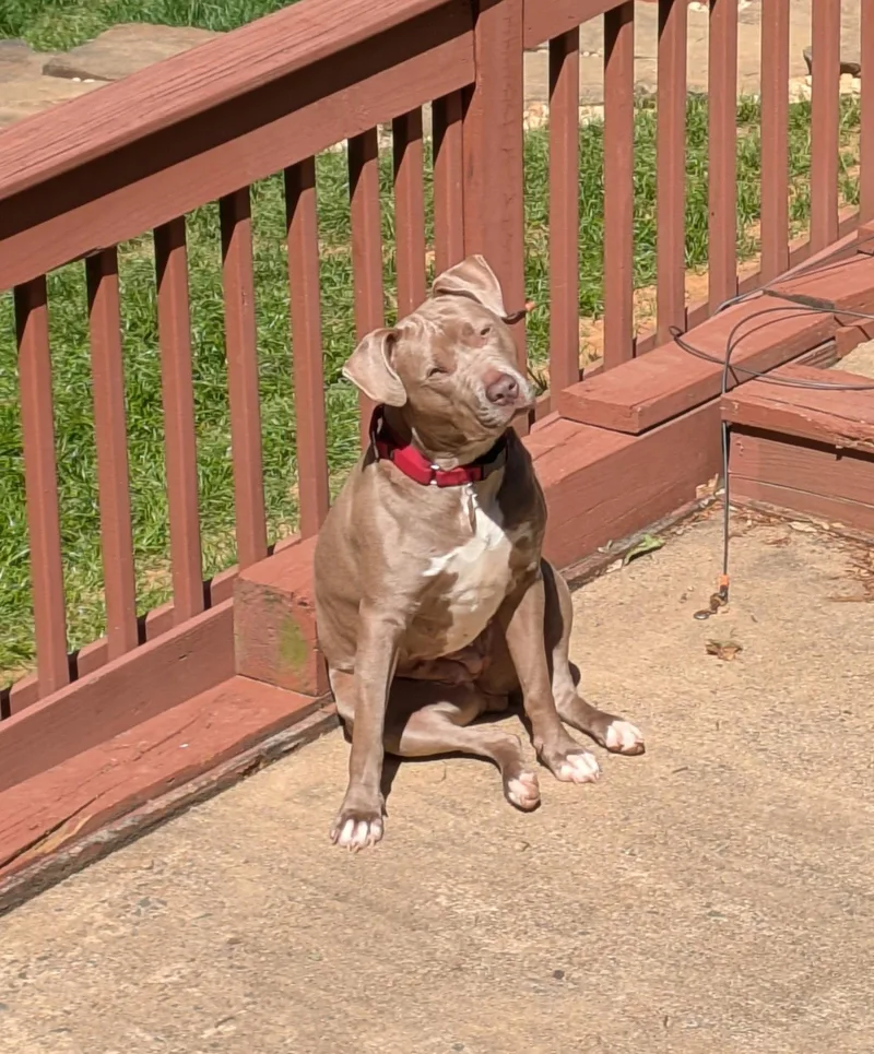 A young medium-sized female American Staffordshire Terrier dog named Fendi for adoption in Fairfax Station, VA